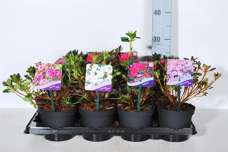 Rhododendron (AJ) i sorter C1/P13 15-20 cm