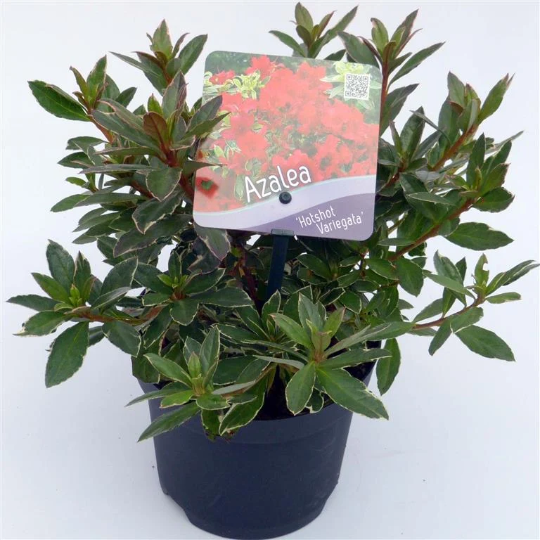 Rhododendron 'Hot Shot Variegata' C1 (1 liters kruka) 15-20 cm