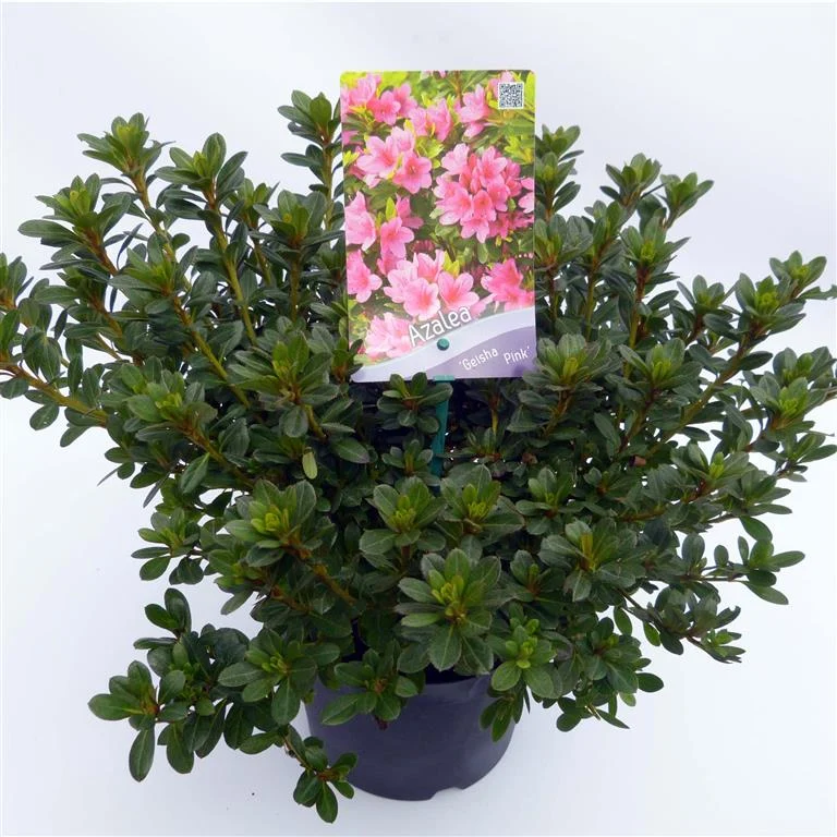 Rhododendron (AJ) 'Geisha Pink' C3 (3 liters kruka) / 19 cm kruka 30-35 cm