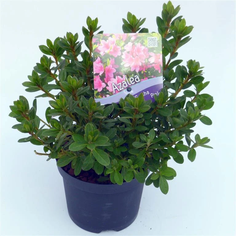 Rhododendron (AJ) 'Geisha Pink' C1 (1 liters kruka) 15-20 cm