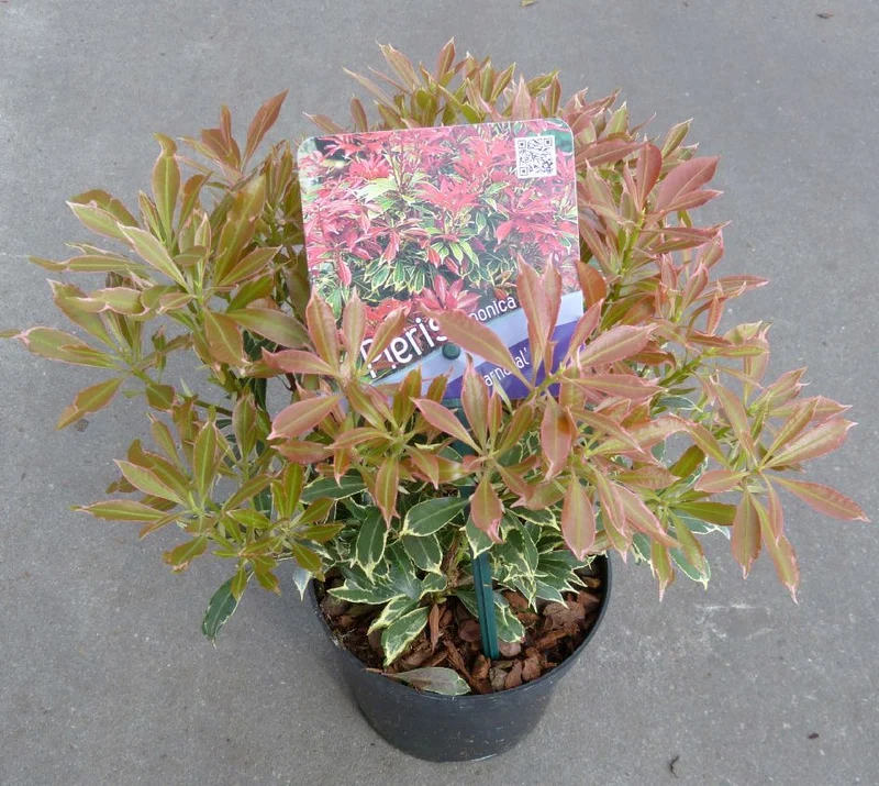 Pieris japonica 'Carnaval' 15-20 cm - C1 (1 liters kruka)