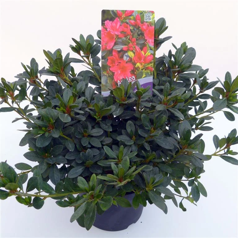 Rhododendron (AJ) 'Arabesk' C3 (3 liters kruka) 30-35 cm