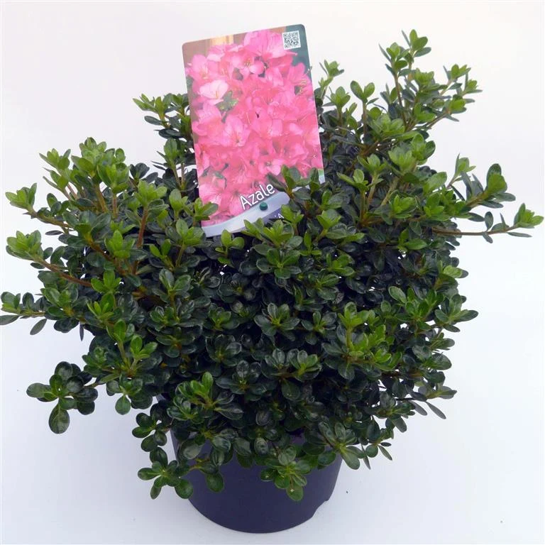 Rhododendron (AJ) 'Anouk' C3 (3 liters kruka) 30-35 cm