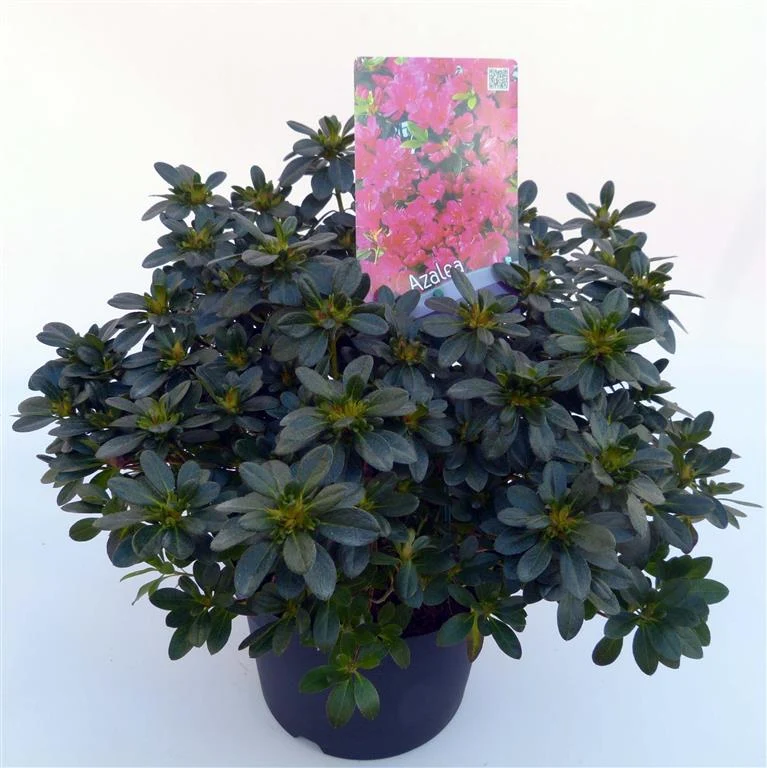 Rhododendron (AJ) 'Anne Frank' C3 (3 liters kruka) 30-35 cm
