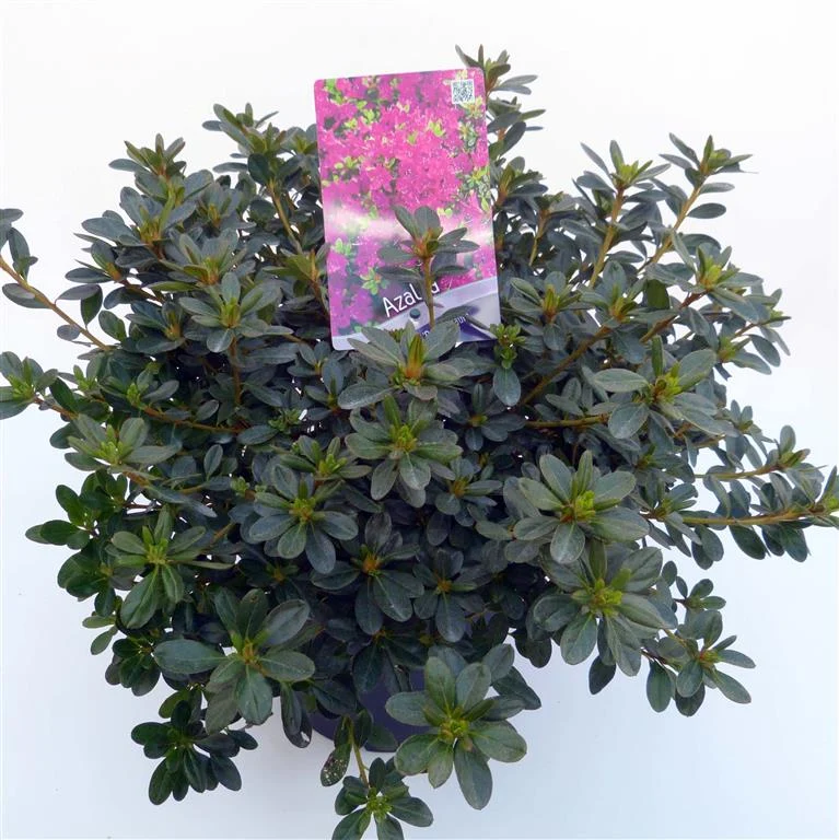 Rhododendron (AJ) 'Purpertraum' C3 (3 liters kruka) 30-35 cm