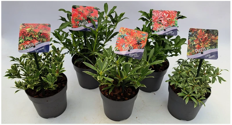 Pieris i olika sorter C1 (1 liters kruka) / 13 cm kruka, 15-20 cm