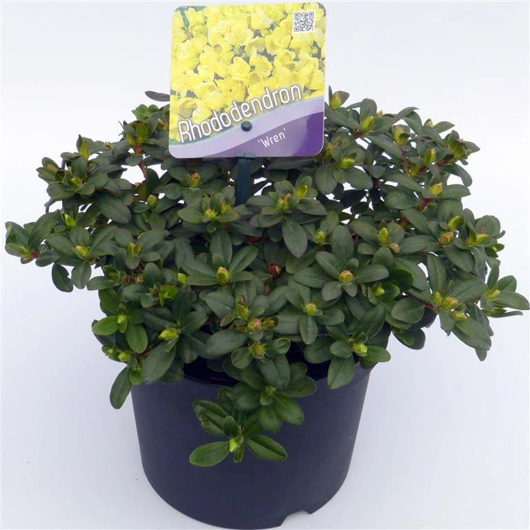Rhododendron 'Wren' C2 (2 liters kruka) 20-25 cm