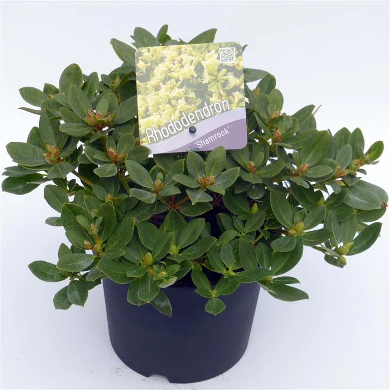 Rhododendron 'Shamrock' C2 (2 liters kruka) 20-25 cm