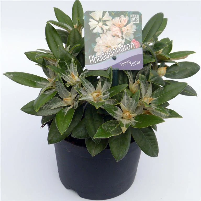 Rhododendron (Y) 'Dusty Miller' C2 (2 liters kruka) 20-25 cm