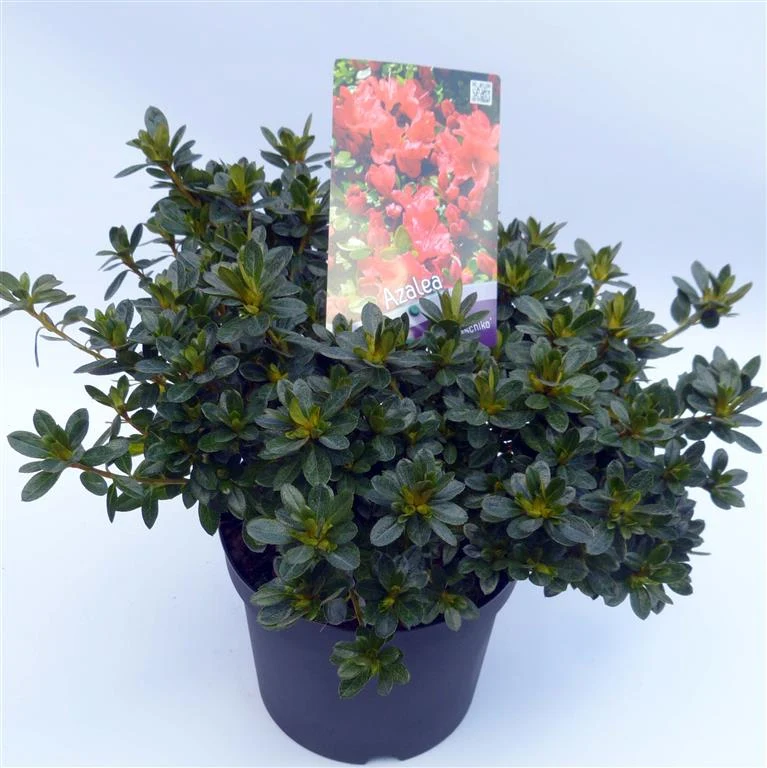 Rhododendron (AJ) 'Satschiko' 30-35 cm, C3 (3 liters kruka)