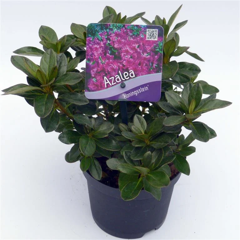 Rhododendron (AJ) 'Koningstein' C1 (1 liters kruka) 15-20 cm
