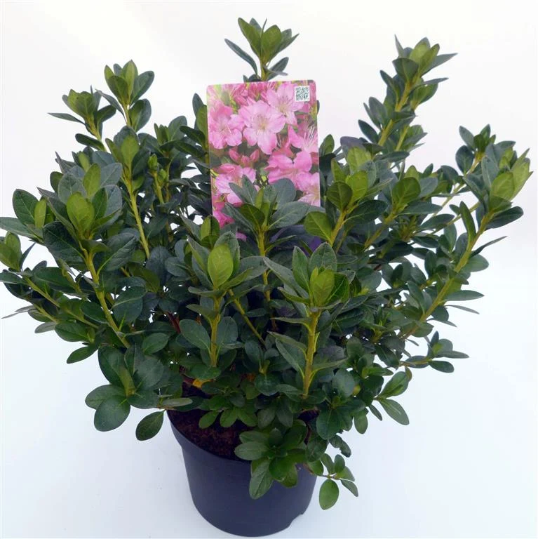 Rhododendron (AJ) 'Kirstin' C3 (3 liters kruka) 30–35 cm