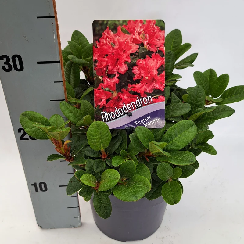 Rhododendron (F) 'Scarlet Wonder' C2 (2 liters kruka) 20-25 cm
