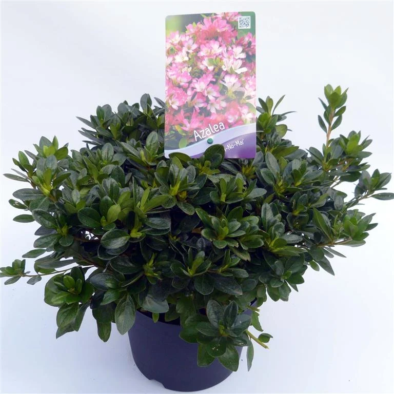 Rhododendron (AJ) 'Izumi-no-mai' C3 (3 liters kruka) 30-35 cm