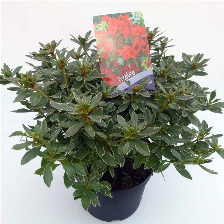 Rhododendron 'Hot Shot Variegata' C3 (3 liters kruka) 30-35 cm