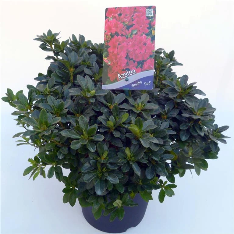 Rhododendron (AJ) 'Geisha Red' C3 (3 liters kruka) 30-35 cm