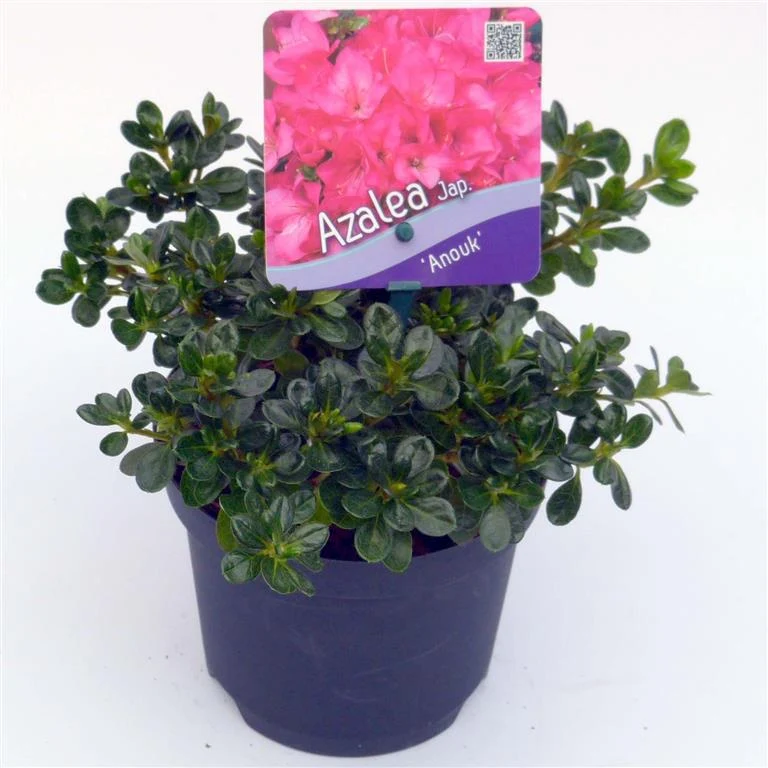 Rhododendron (AJ) 'Anouk' C1 (1 liters kruka) 15-20 cm
