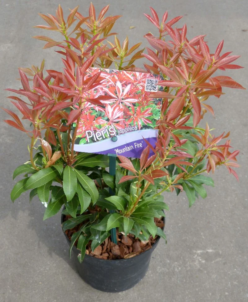 Pieris japonica 'Mountain Fire' C1 (1 liters kruka) 15-20 cm