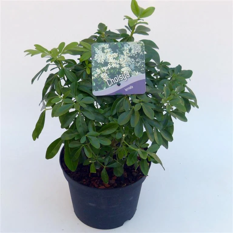 Choisya ternata C2 (2 liters kruka / 17 cm kruka) 25-30 cm