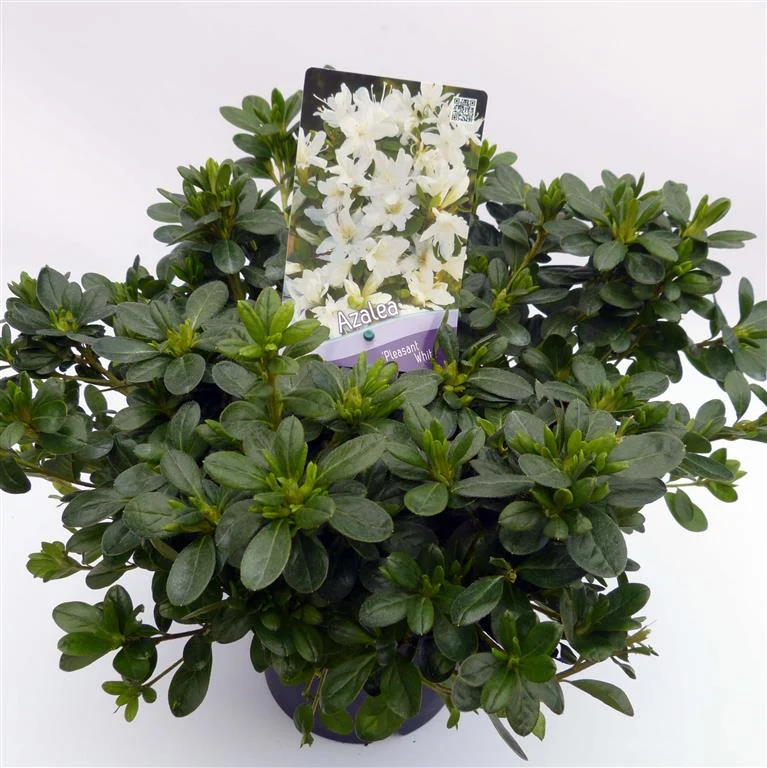 Rhododendron (AJ) 'Pleasant White' C3 (3 liters kruka) 30-35 cm