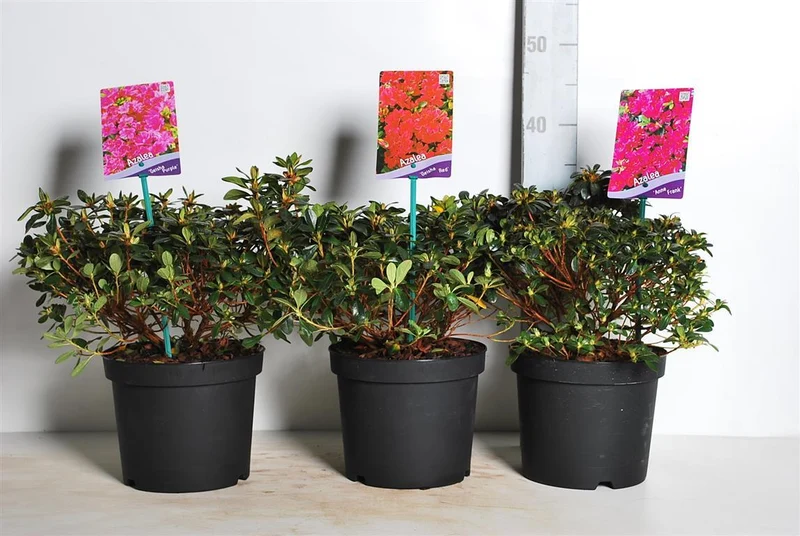 Rhododendron (AJ) i sorter C3 (3 liters kruka) 30-35 cm