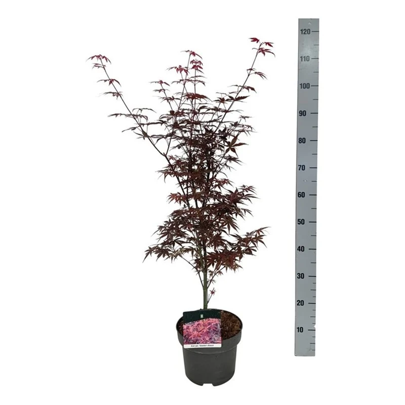Acer palmatum 'Skeeter's Broom' C5 (5 liters kruka) 50-60 cm