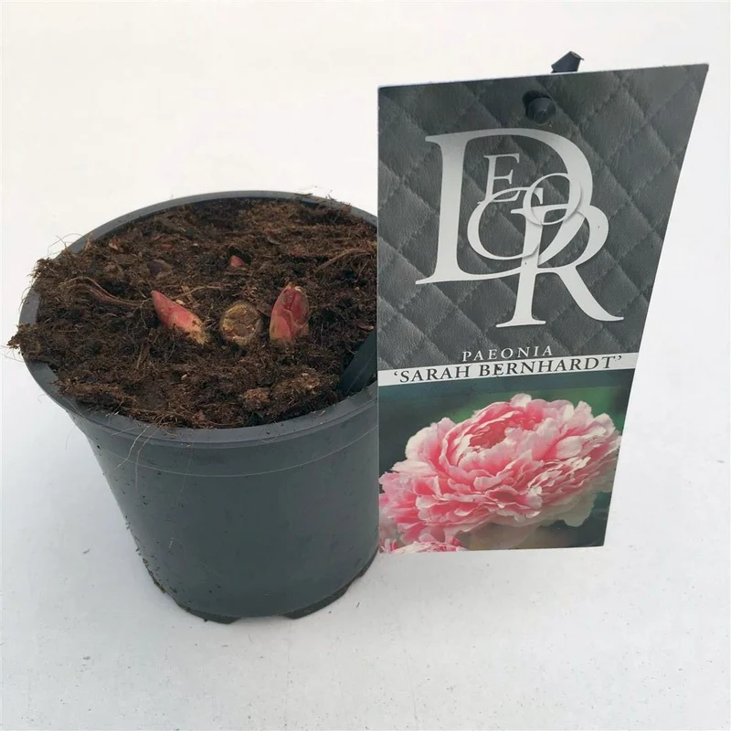 Paeonia (LD) 'Sarah Bernhardt' - 12 cm kruka