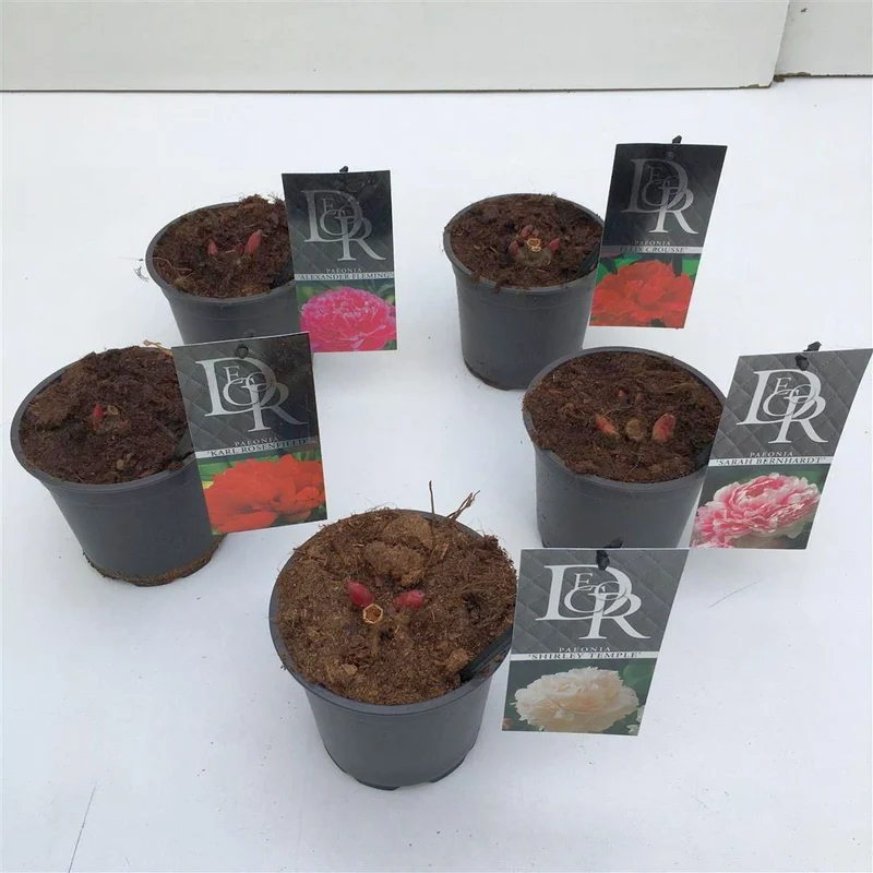 Paeonia lact. i olika sorter - 12 cm kruka