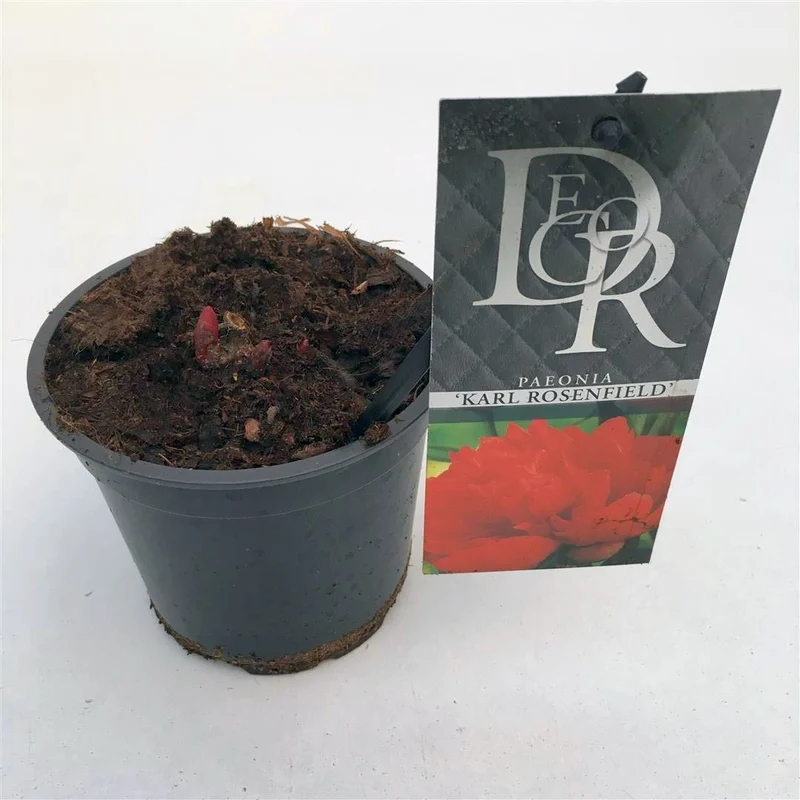 Paeonia (LD) 'Karl Rosenfield' 12 cm kruka
