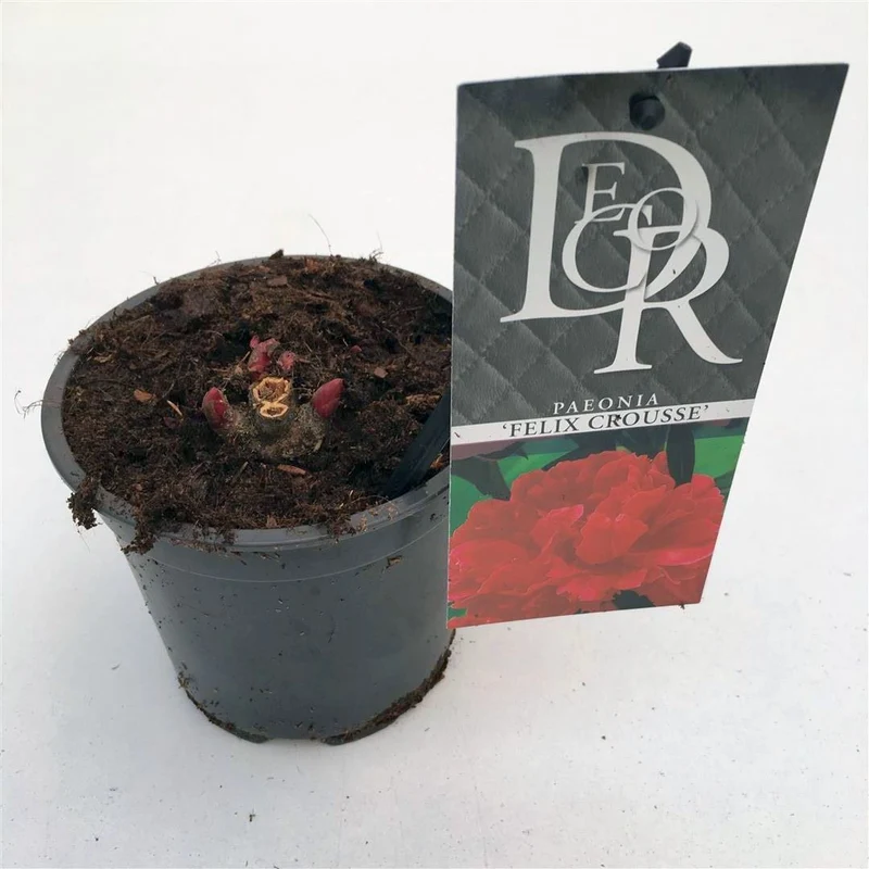 Paeonia (LD) 'Felix Crousse' - 12 cm kruka