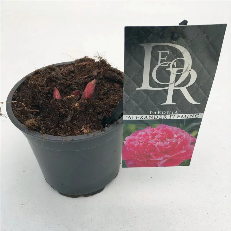 Paeonia 'Dr. Alexander Fleming' 12 cm kruka