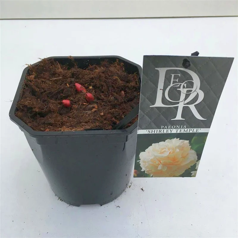 Paeonia (LD) 'Shirley Temple' C5 (5 liters kruka)