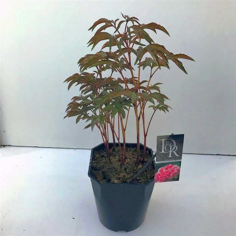 Paeonia (LD) 'Sarah Bernhardt' C5 (5 liters kruka)