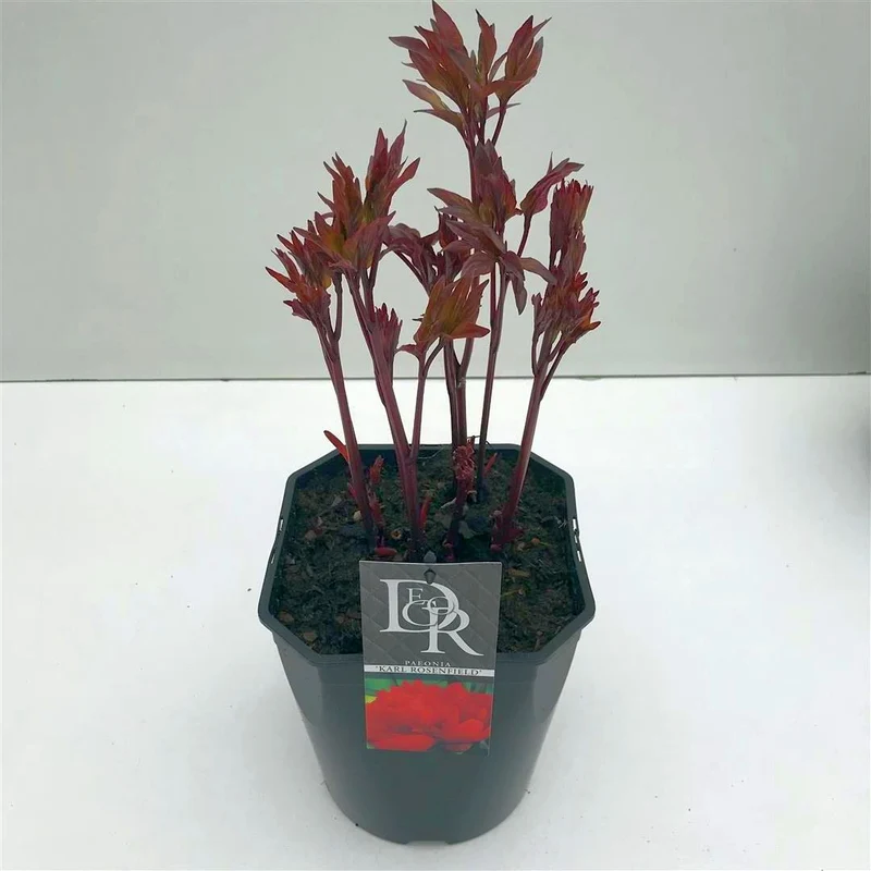 Paeonia 'Karl Rosenfield' C5 (5 liters kruka)