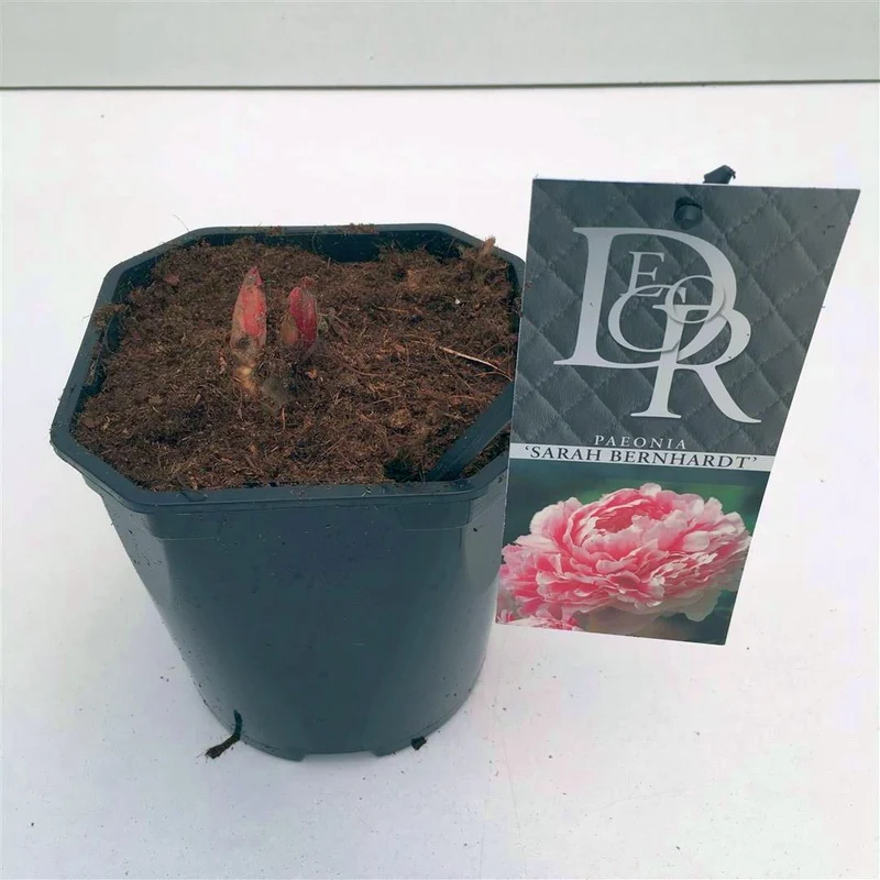 Paeonia (LD) 'Sarah Bernhardt' C2 (2 liters kruka) / 17 cm kruka