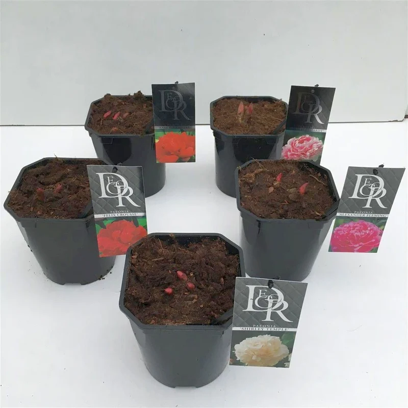 Paeonia lact. i olika sorter - C2 (2 liters kruka)