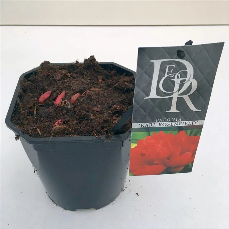 Paeonia 'Karl Rosenfield' C2 (2 liters kruka)