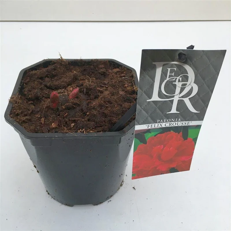 Paeonia 'Felix Crousse' C2 (2 liters kruka)