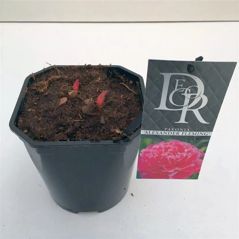Paeonia (LD) 'Dr. Alexander Fleming' C2 (2 liters kruka / 17 cm kruka)