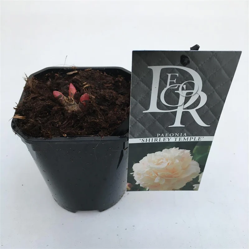 Paeonia 'Shirley Temple' C1 (1 liters kruka) / 13 cm kruka