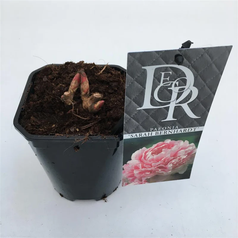 Paeonia (LD) 'Sarah Bernhardt' C1 / 13 cm kruka