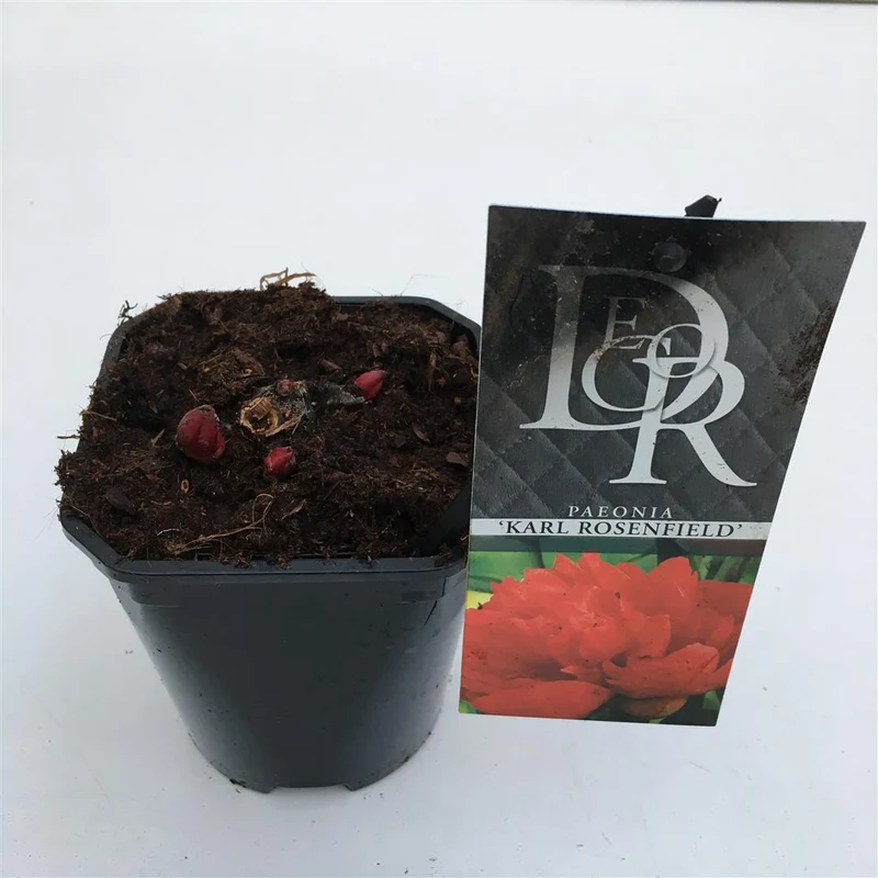 Paeonia (LD) 'Karl Rosenfield' C1 (1 liters kruka) / 13 cm kruka