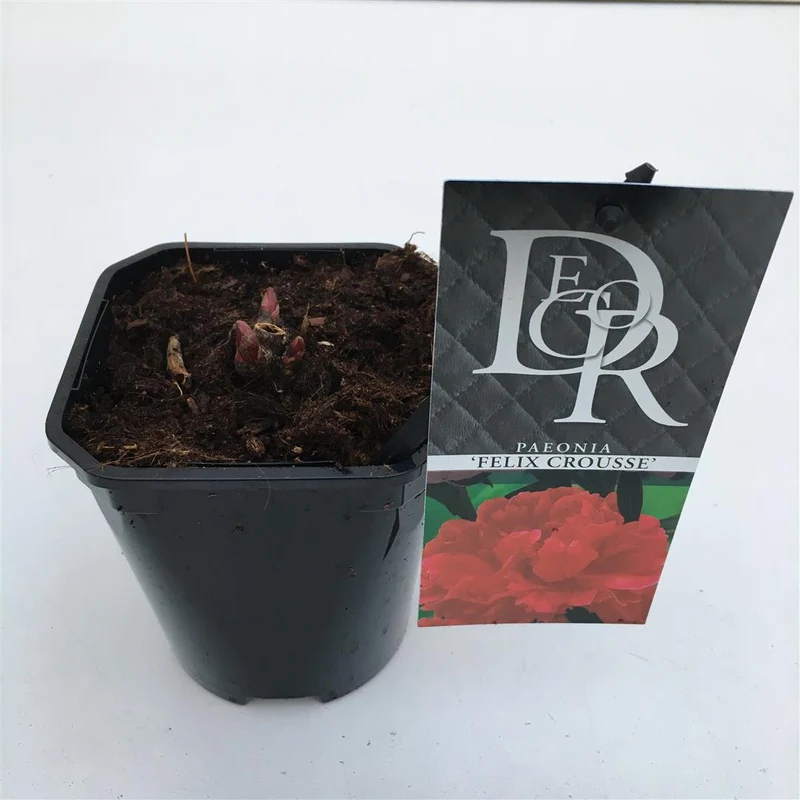 Paeonia 'Felix Crousse' C1 (1 liters kruka) / 13 cm kruka