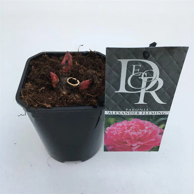 Paeonia 'Dr. Alexander Fleming' C1 (1 liters kruka / 13 cm kruka)