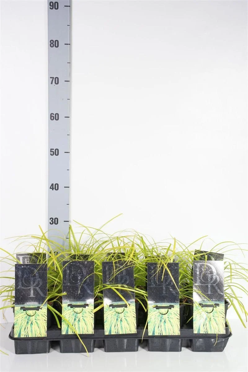 Carex oshim. 'Everillo' C1 (1 liters kruka)