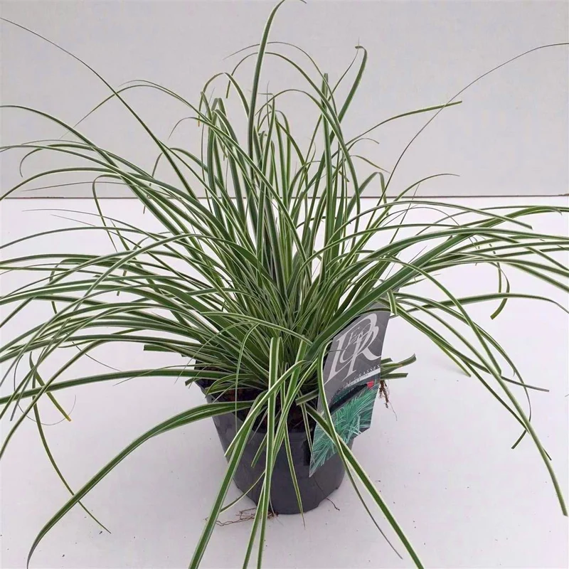 Carex oshimensis 'Everest' C2 (2 liters kruka)