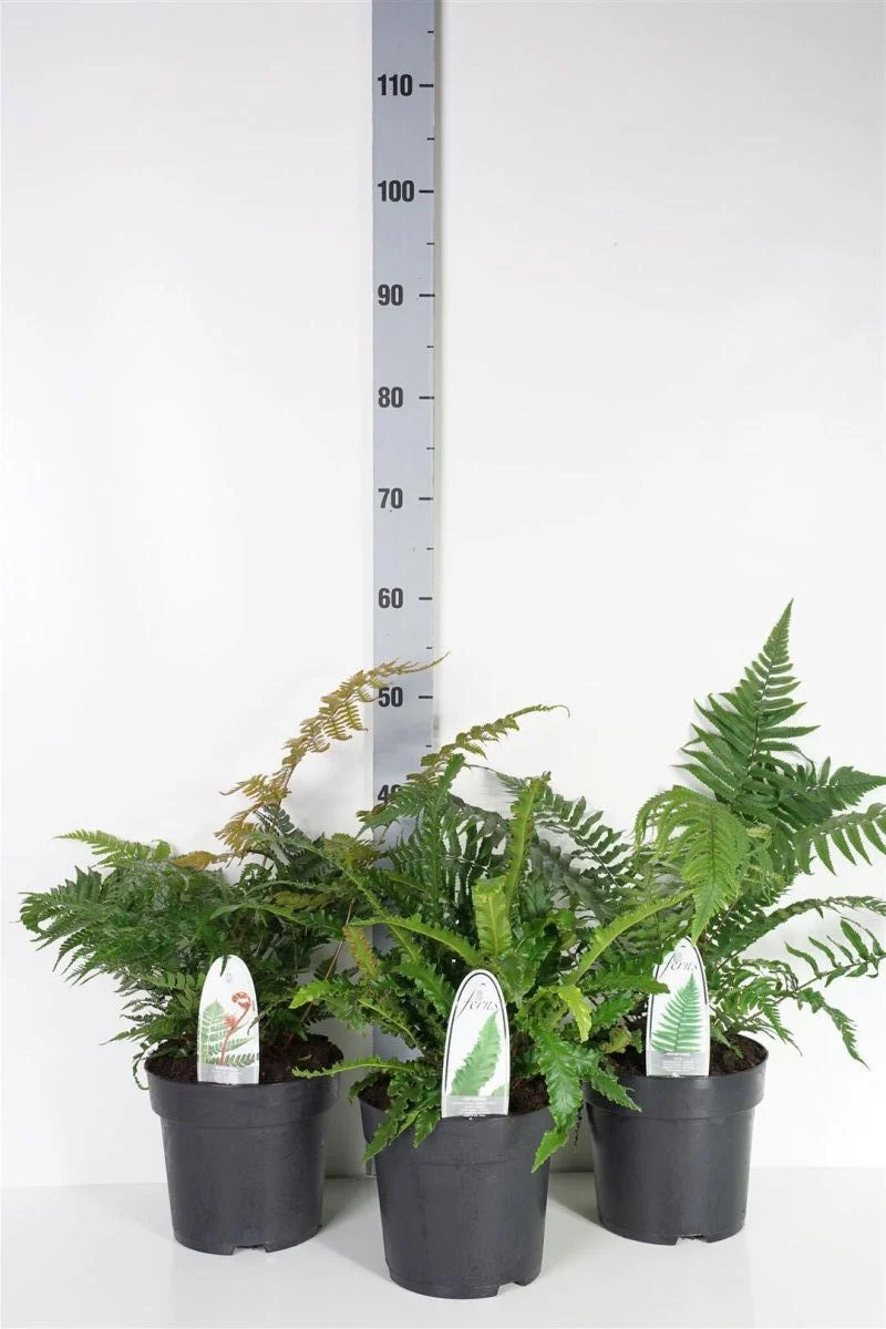 Ormbunkar i sorter C3 (3 liters kruka) / 19 cm kruka