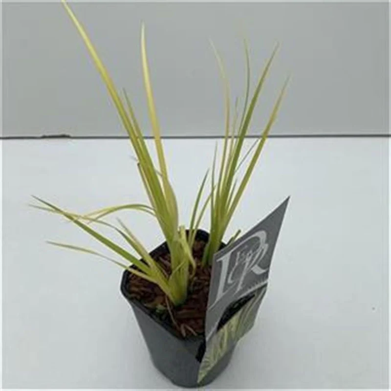 Acorus gramin. 'Golden Delight' C1 (1 liters kruka)