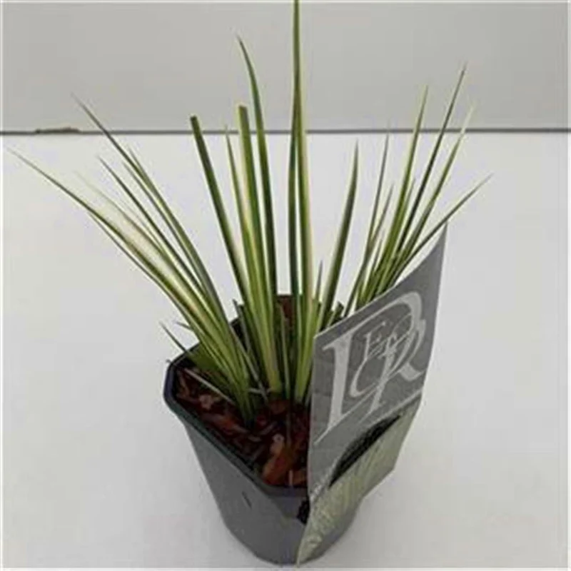 Acorus gramineus 'Argenteostriatus' C1 (1 liters kruka / 13 cm kruka)