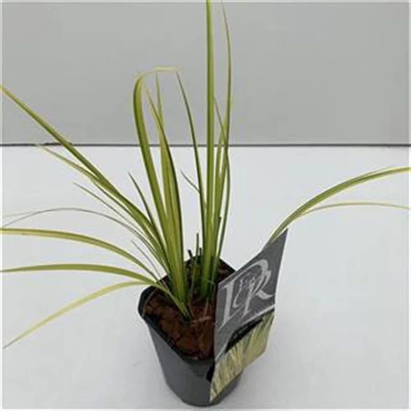 Acorus gramineus 'Ogon' C1 (1 liters kruka / 13 cm kruka)